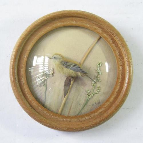 Sedge Warbler